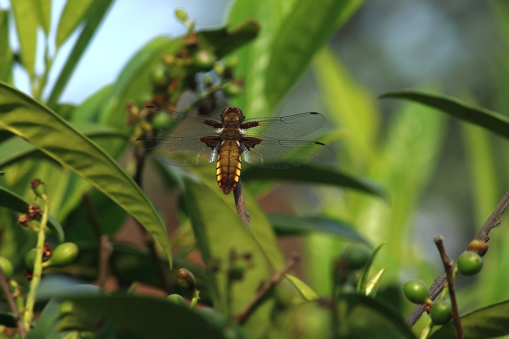 Plattbauch (Libellula depressa