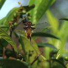 Plattbauch (Libellula depressa