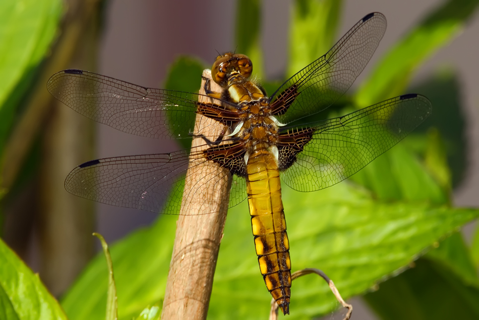 Plattbauch (Libellula depressa)