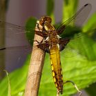 Plattbauch (Libellula depressa)