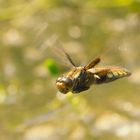 Plattbauch (Libellula depressa)