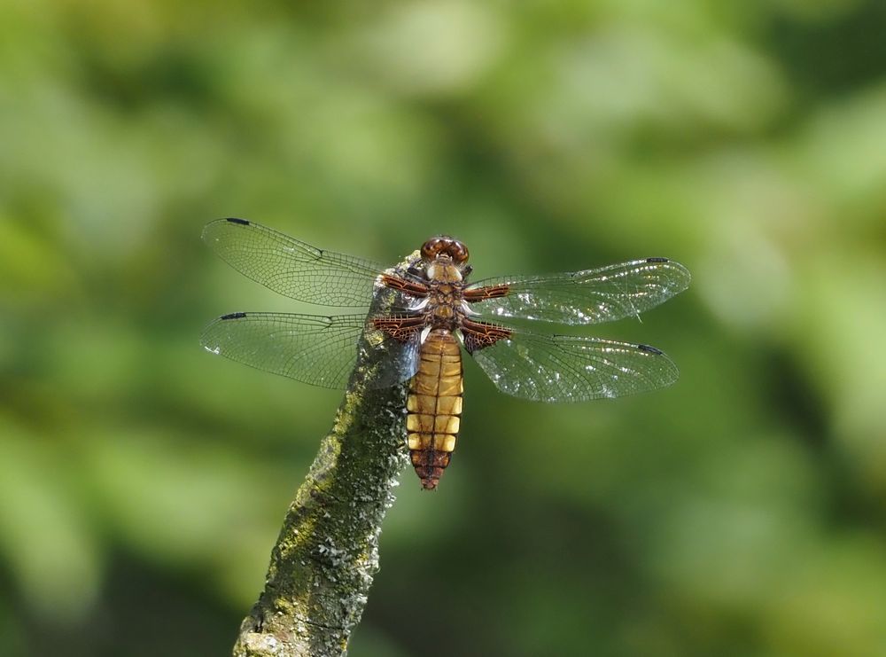 Plattbauch (Libellula depressa)