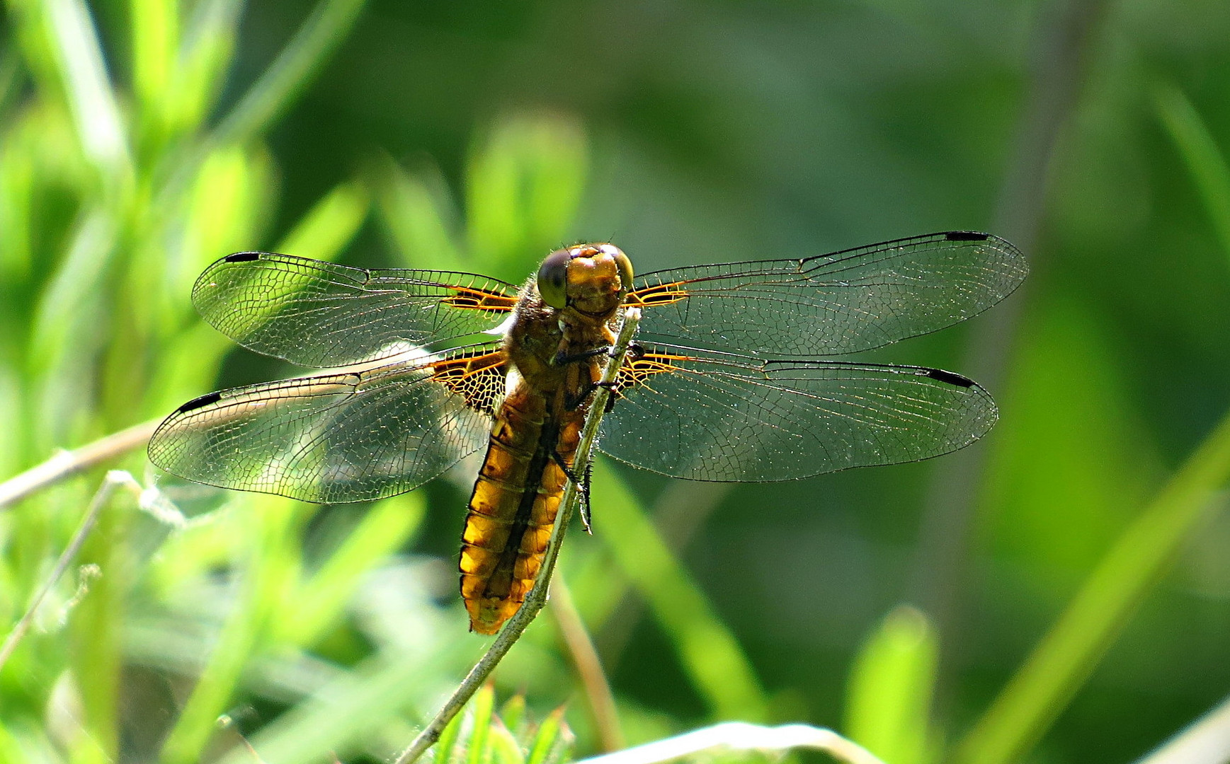 --- Plattbauch (Libellula depressa) ---