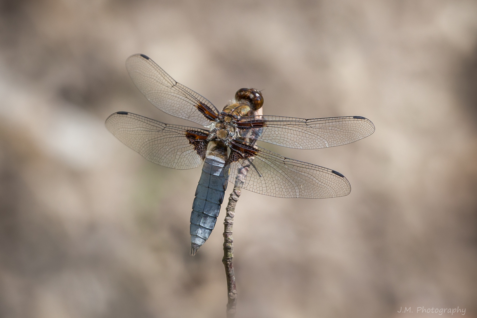 Plattbauch (Libellula depressa)