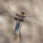 Plattbauch (Libellula depressa)