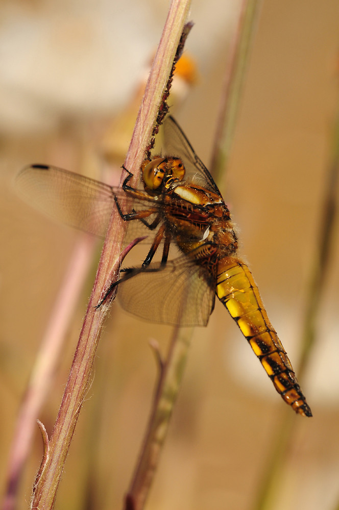 Plattbauch-(Libellula-depressa)