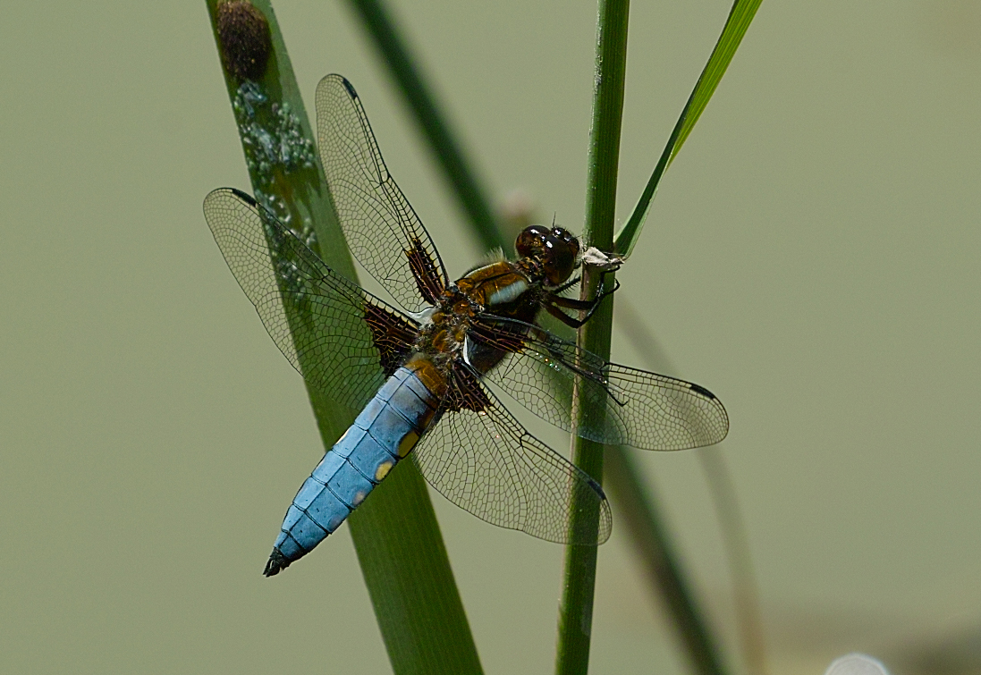 Plattbauch (Libellula depressa)