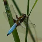 Plattbauch (Libellula depressa)