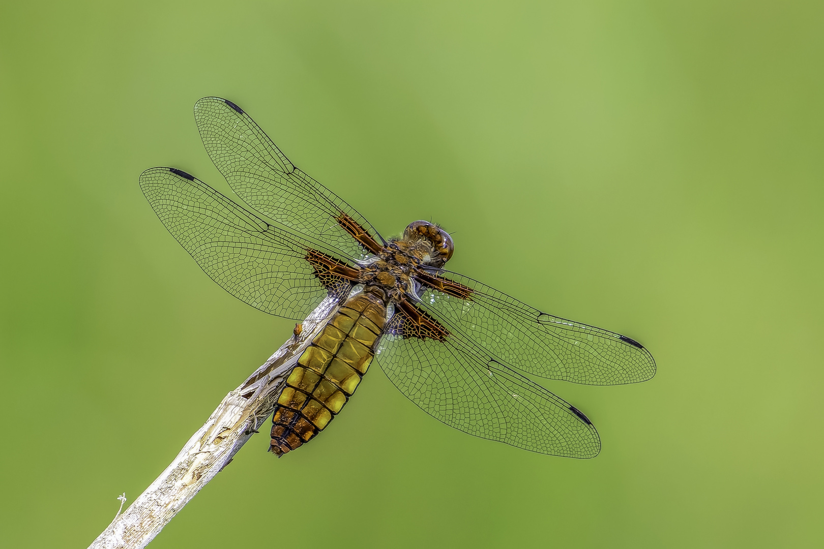 Plattbauch (Libellula depressa)