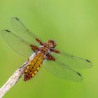 Plattbauch (Libellula depressa)