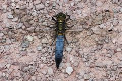 Plattbauch (Libellula depressa)