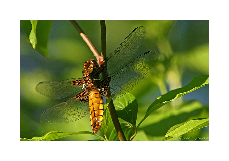 Plattbauch (Libellula depressa)