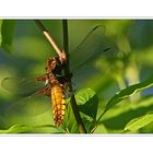 Plattbauch (Libellula depressa)