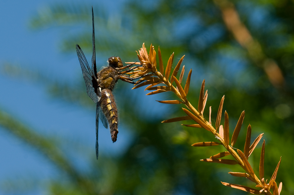 Plattbauch (Libellula depressa)