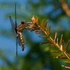 Plattbauch (Libellula depressa)