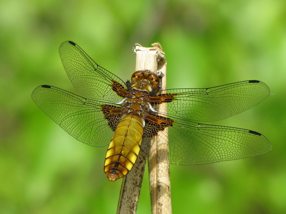 Plattbauch Libellula depressa