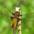 Plattbauch Libellula depressa