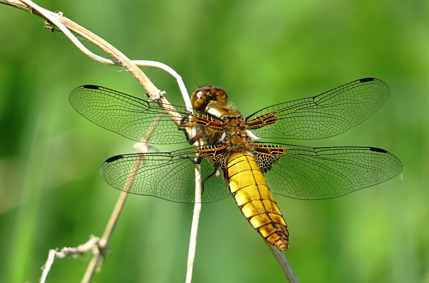 --- Plattbauch (Libellula depressa) ---