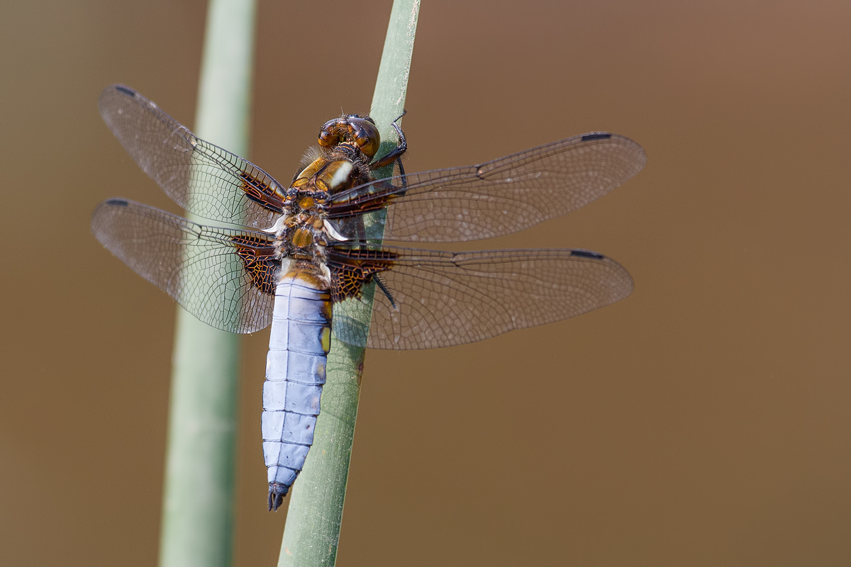 Plattbauch (Libellula depressa)