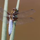 Plattbauch (Libellula depressa)