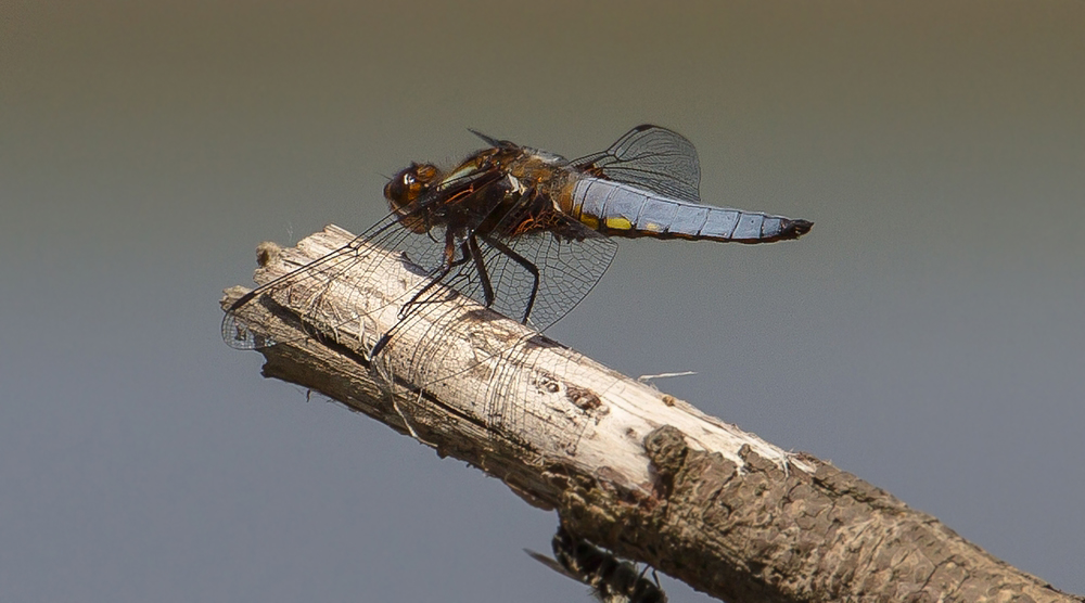 Plattbauch (Libellula depressa)