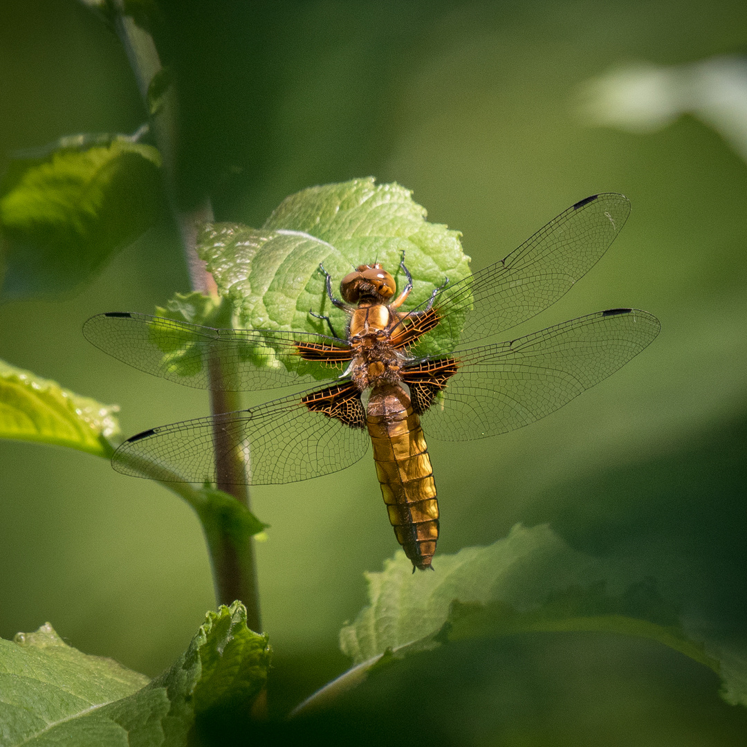 Plattbauch – Libellula depressa