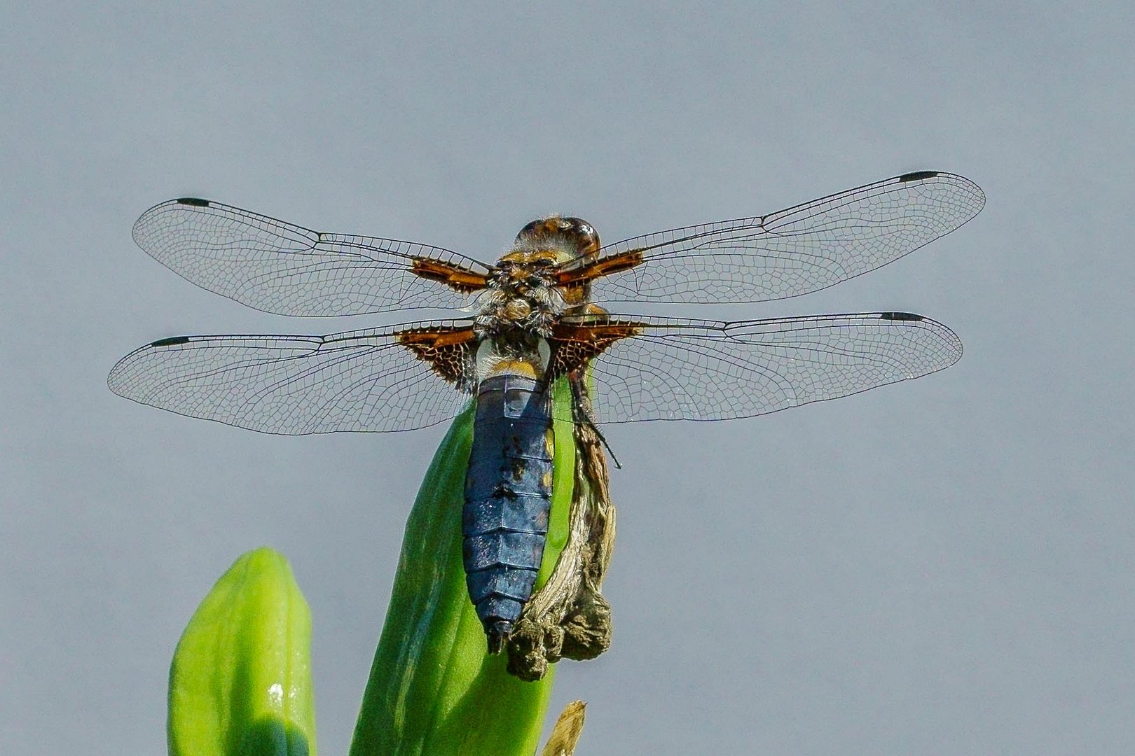 Plattbauch (Libellula depressa)