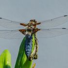 Plattbauch (Libellula depressa)