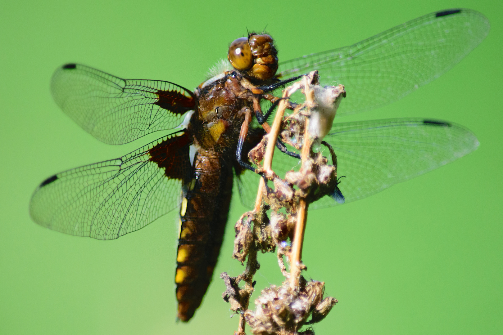 Plattbauch (Libellula depressa), broad-bodied chaser