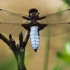 Plattbauch (Libellula depressa)