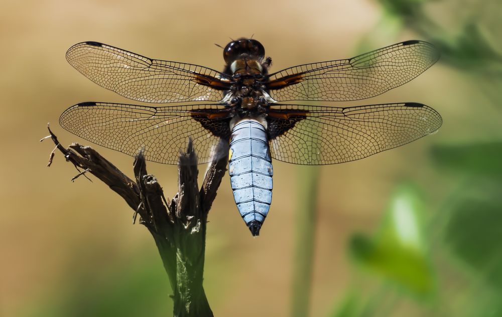 Plattbauch (Libellula depressa)