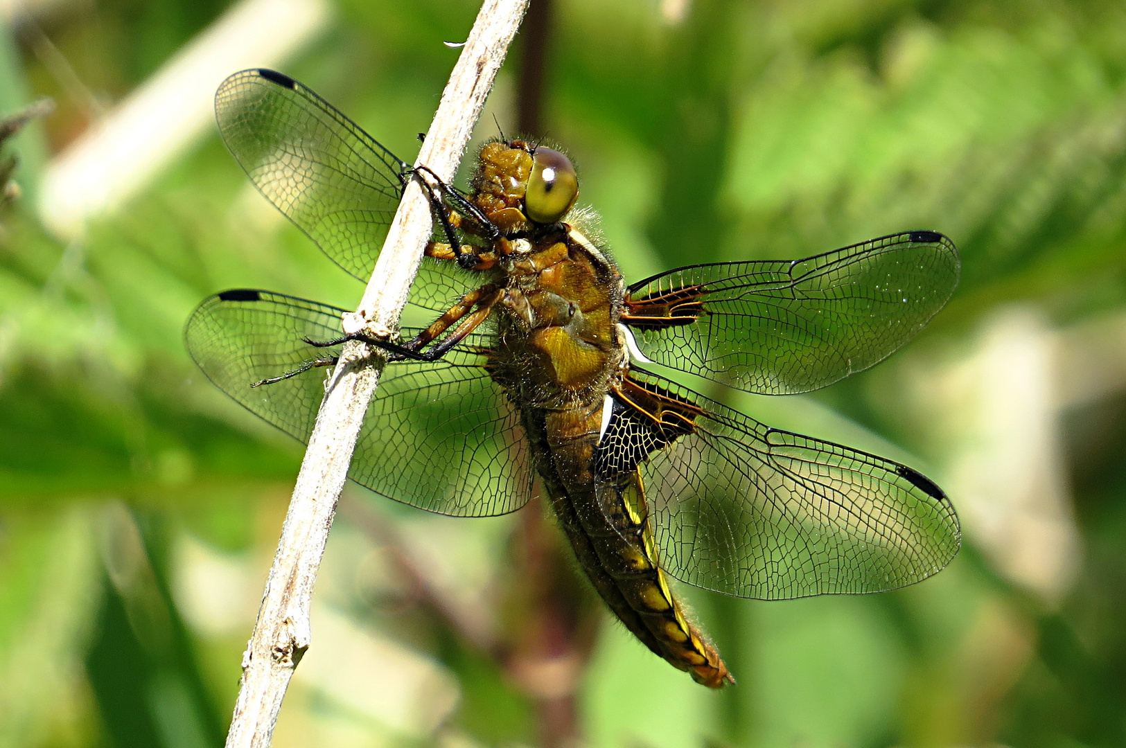 --- Plattbauch (Libellula depressa) ---