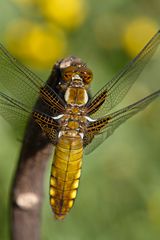 Plattbauch (Libellula depressa)