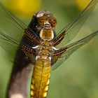 Plattbauch (Libellula depressa)