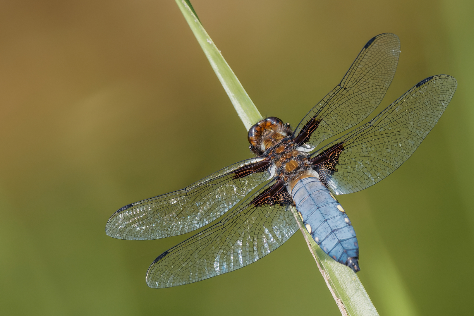 Plattbauch ((Libellula depressa)