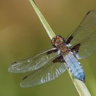 Plattbauch ((Libellula depressa)