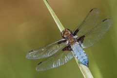 Plattbauch ((Libellula depressa)