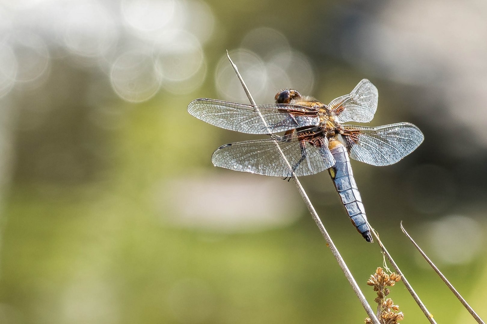 Plattbauch (Libellula depressa)