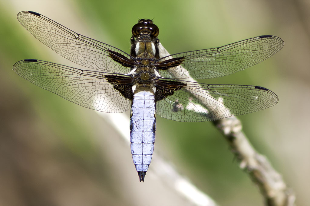 PLATTBAUCH - Libellula depressa