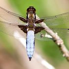 PLATTBAUCH - Libellula depressa