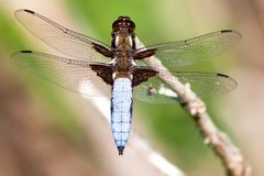 PLATTBAUCH - Libellula depressa