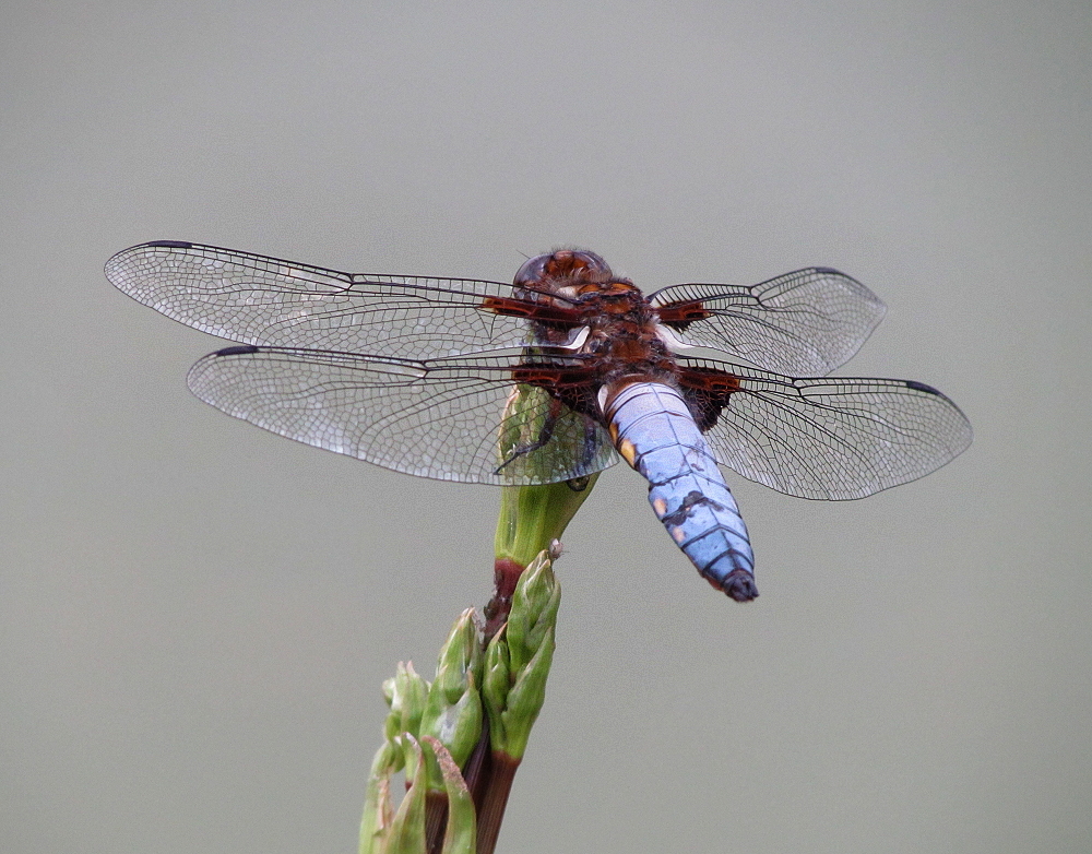 Plattbauch (Libellula depressa)