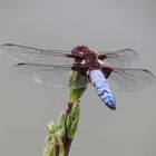 Plattbauch (Libellula depressa)