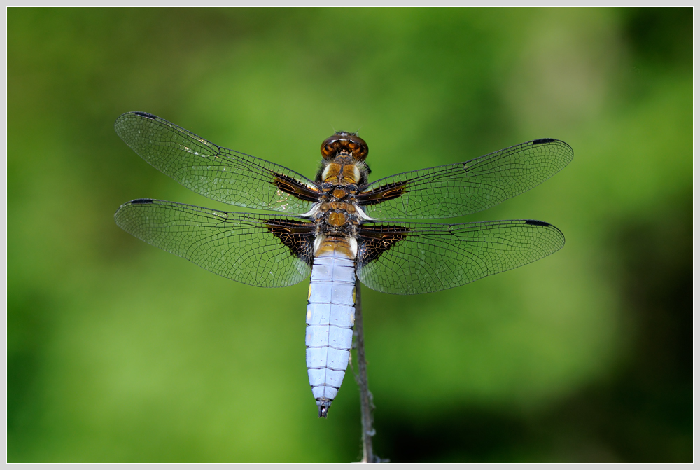 Plattbauch (Libellula depressa)