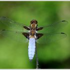 Plattbauch (Libellula depressa)