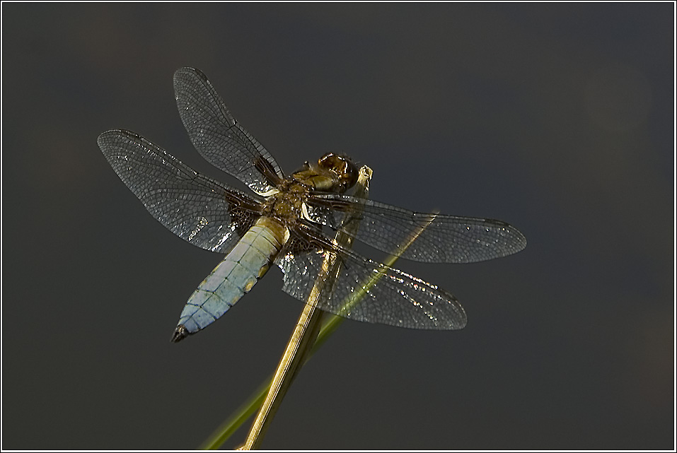 Plattbauch (Libellula depressa)