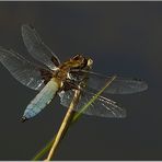 Plattbauch (Libellula depressa)