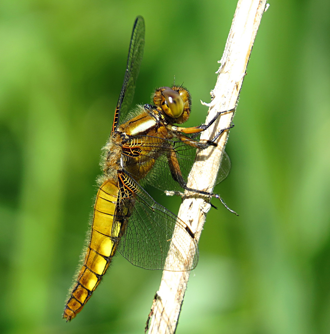 --- Plattbauch (Libellula depressa) ---