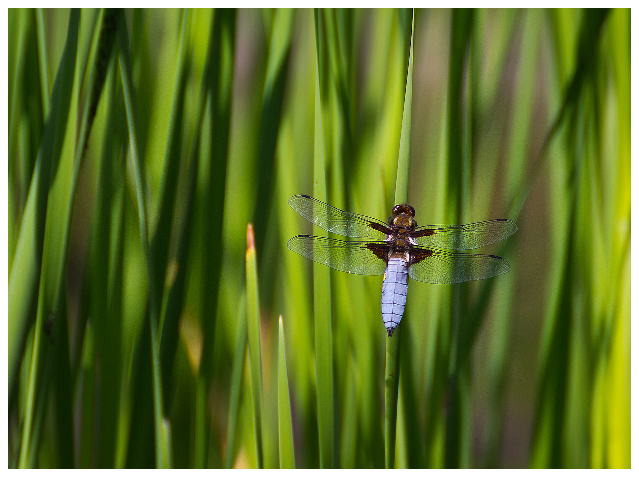 Plattbauch (Libellula depressa)