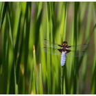 Plattbauch (Libellula depressa)